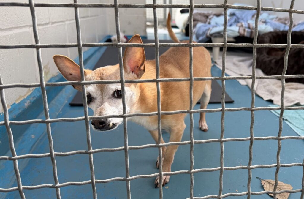 dog waiting in the kennel