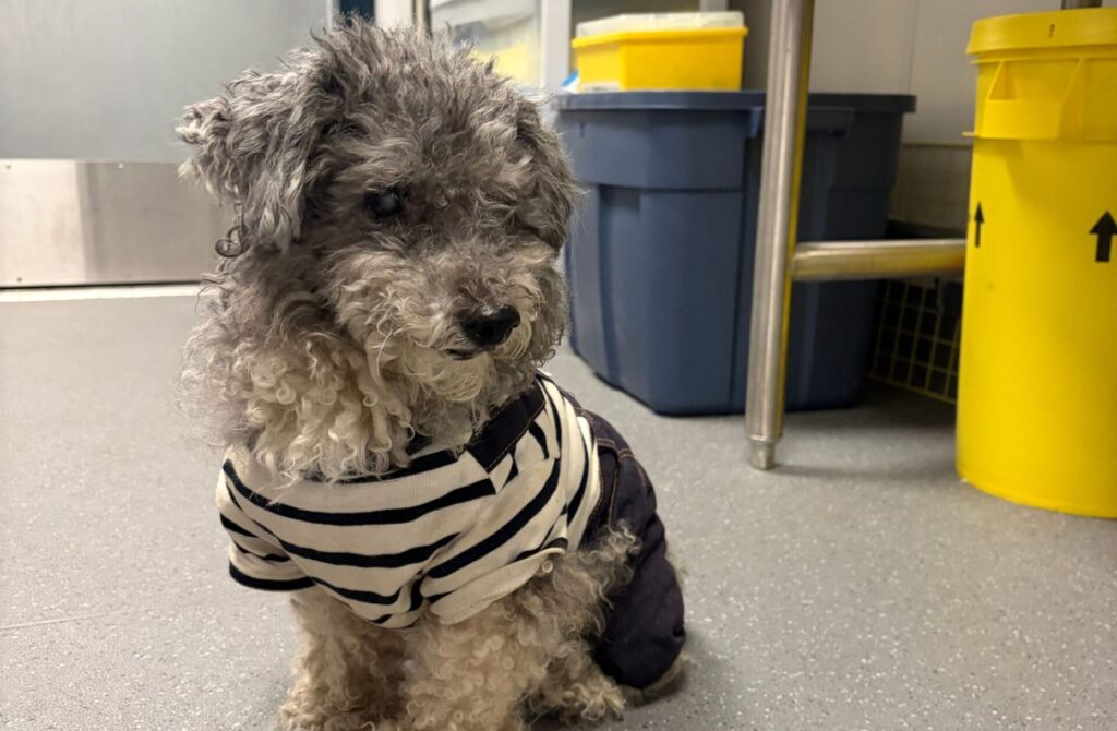 lost dog with microchip traced to wrong info