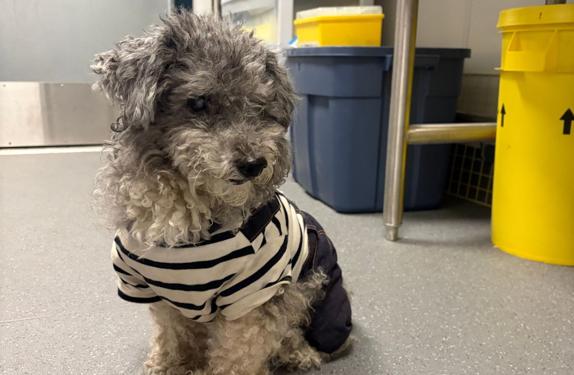 lost dog with microchip traced to wrong info
