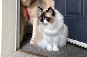 cat ready to escape through open door