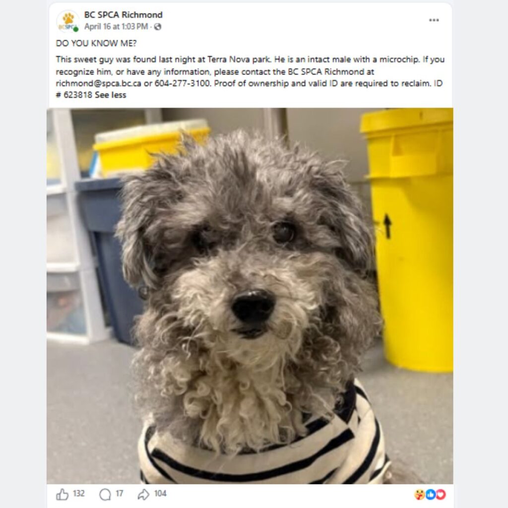 Sheldon mini schnauzer/poodle mix with microchip traced to incorrect info