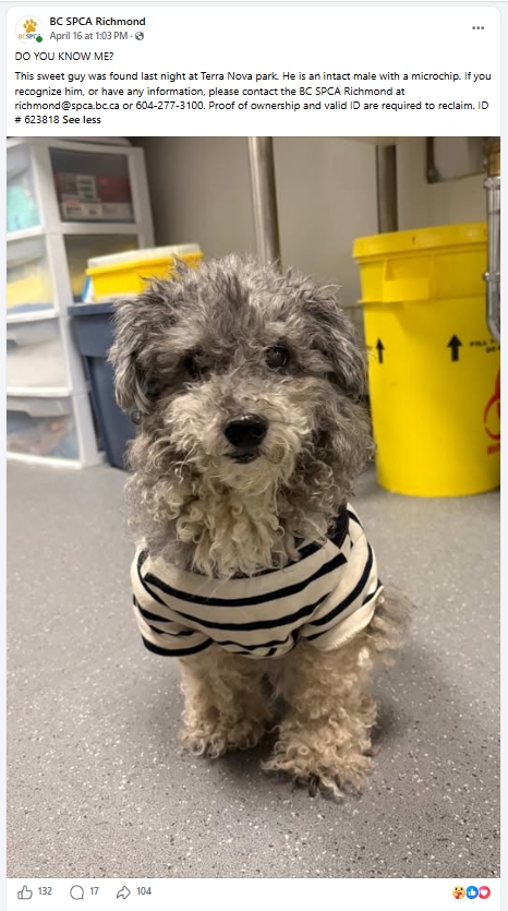 Sheldon mini schnauzer/poodle mix with microchip traced to incorrect info