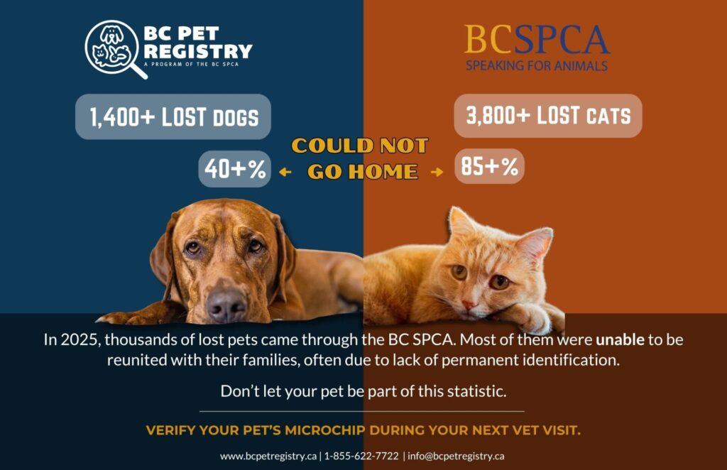 2026 Poster for 2025 Stray Stats