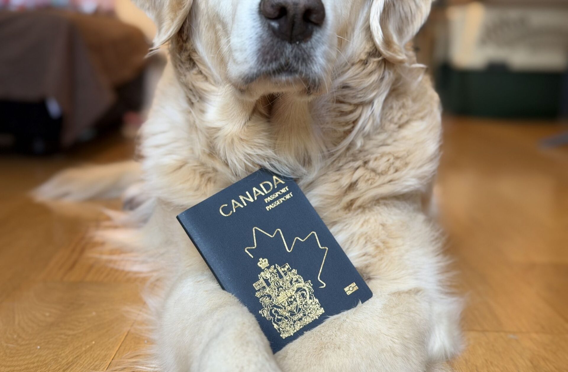 dog with a Canadian passport