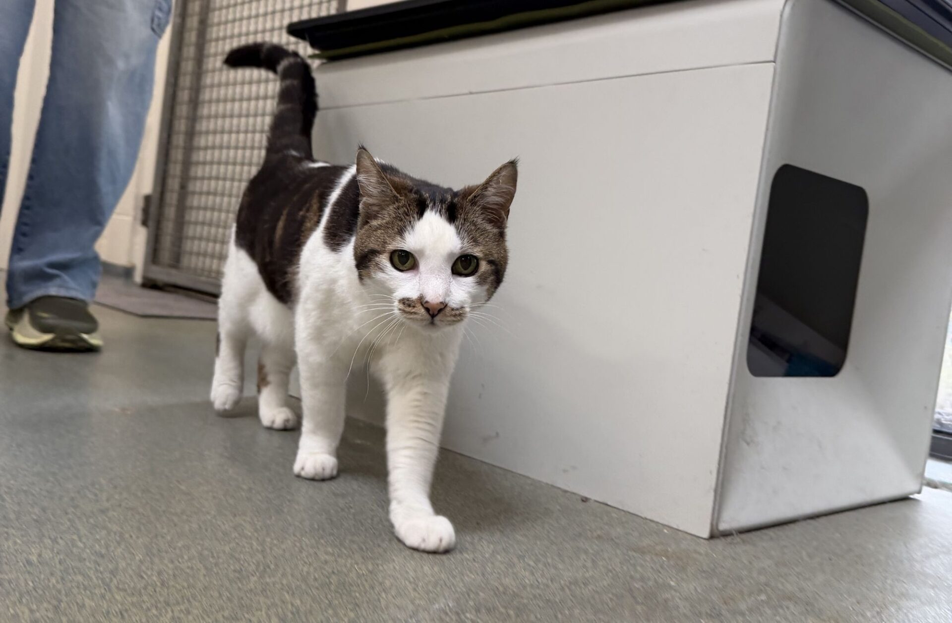 cat at BC SPCA Vancouver Community Animal Centre