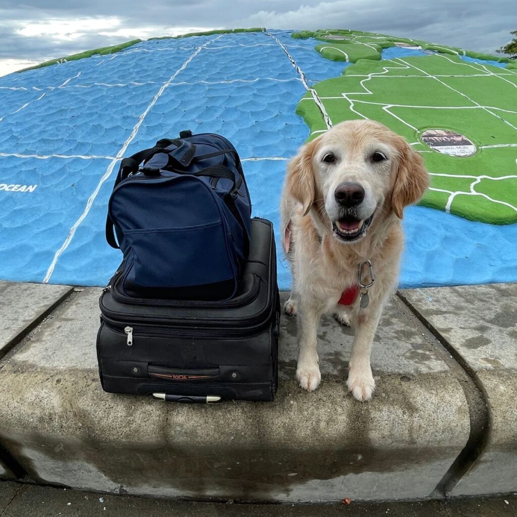 dog with luggages