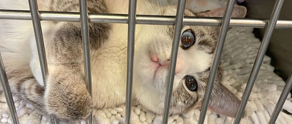 Georgia the lost cat waiting for his owners in the kennel