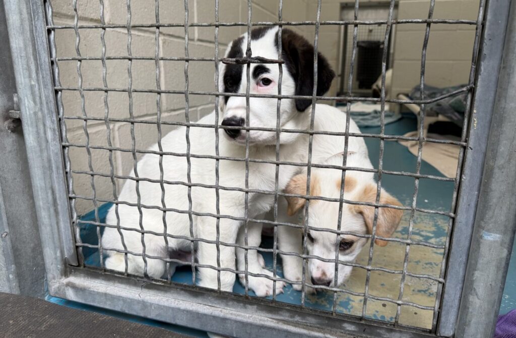 puppies in BC SPCA kennel