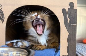 cat yawning in BC SPCA kennel