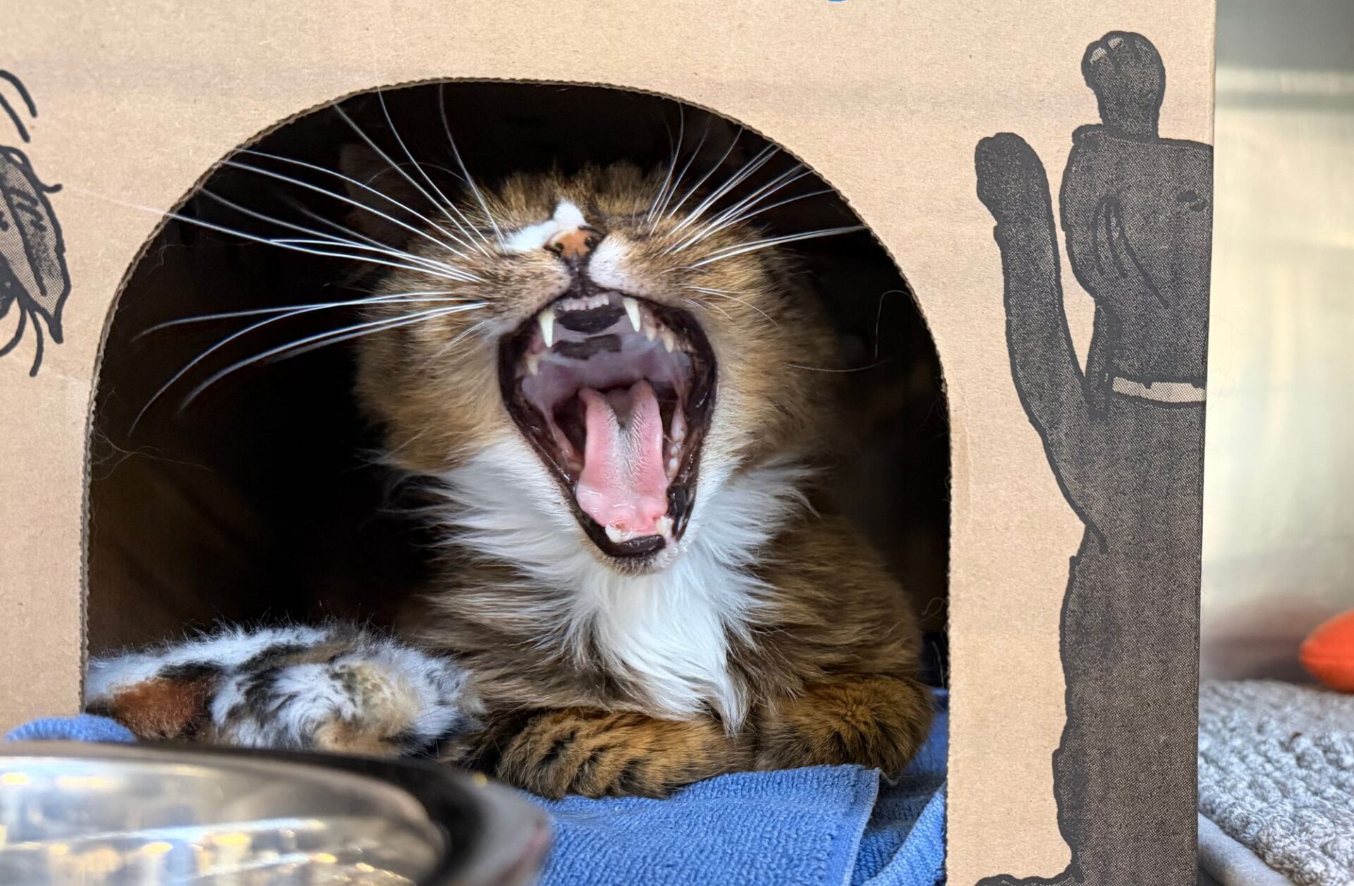cat yawning in BC SPCA kennel
