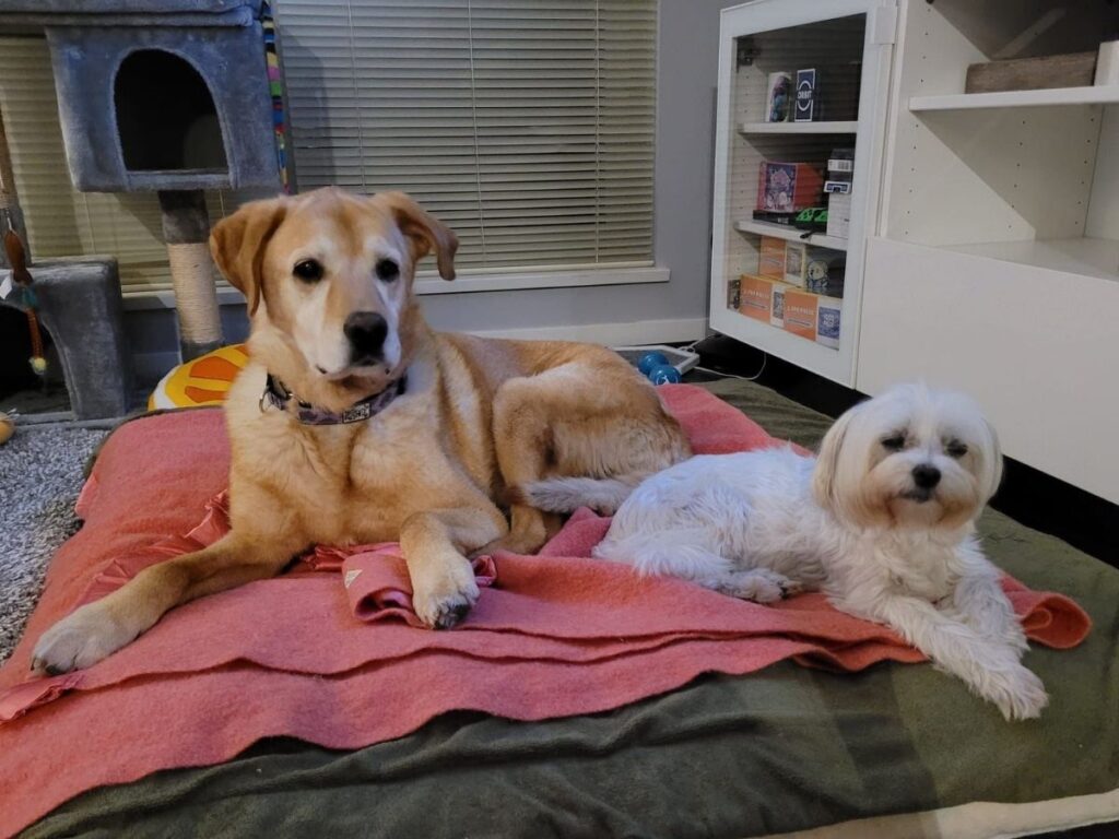 two dogs at pet sitters