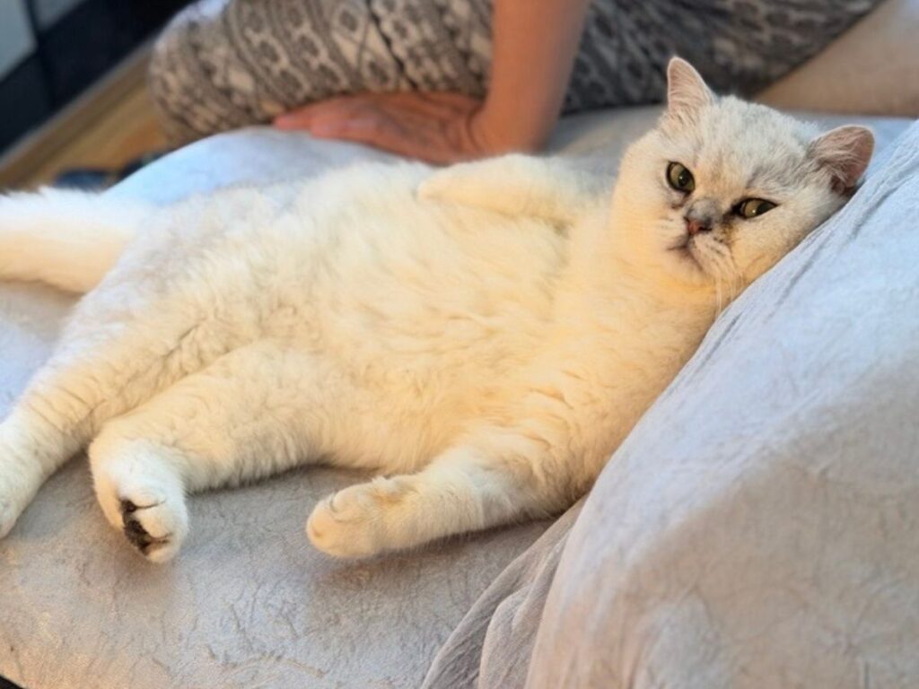 cat chilling at home on sofa