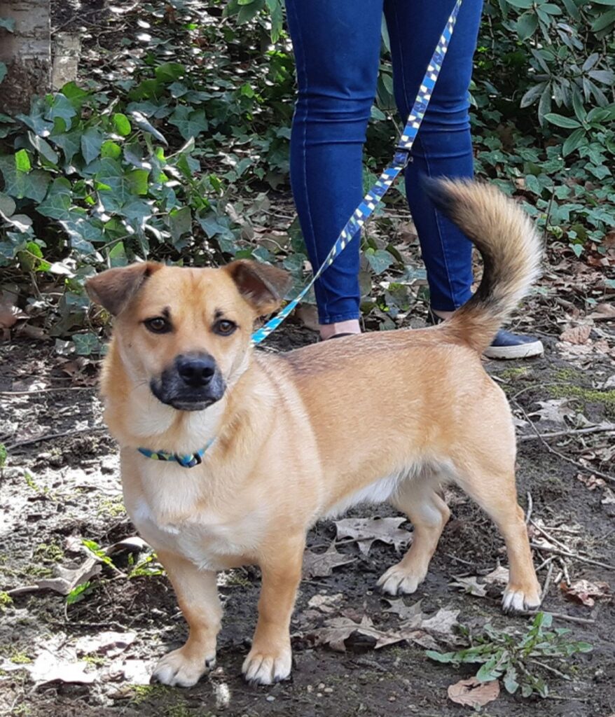 AccreditationDogTrainer-Alvin-dog-onleash-eye-contact