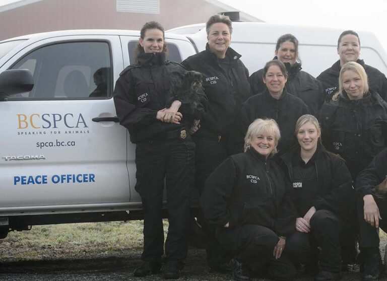 staff-cid-in-uniform-group-bcspca-brand