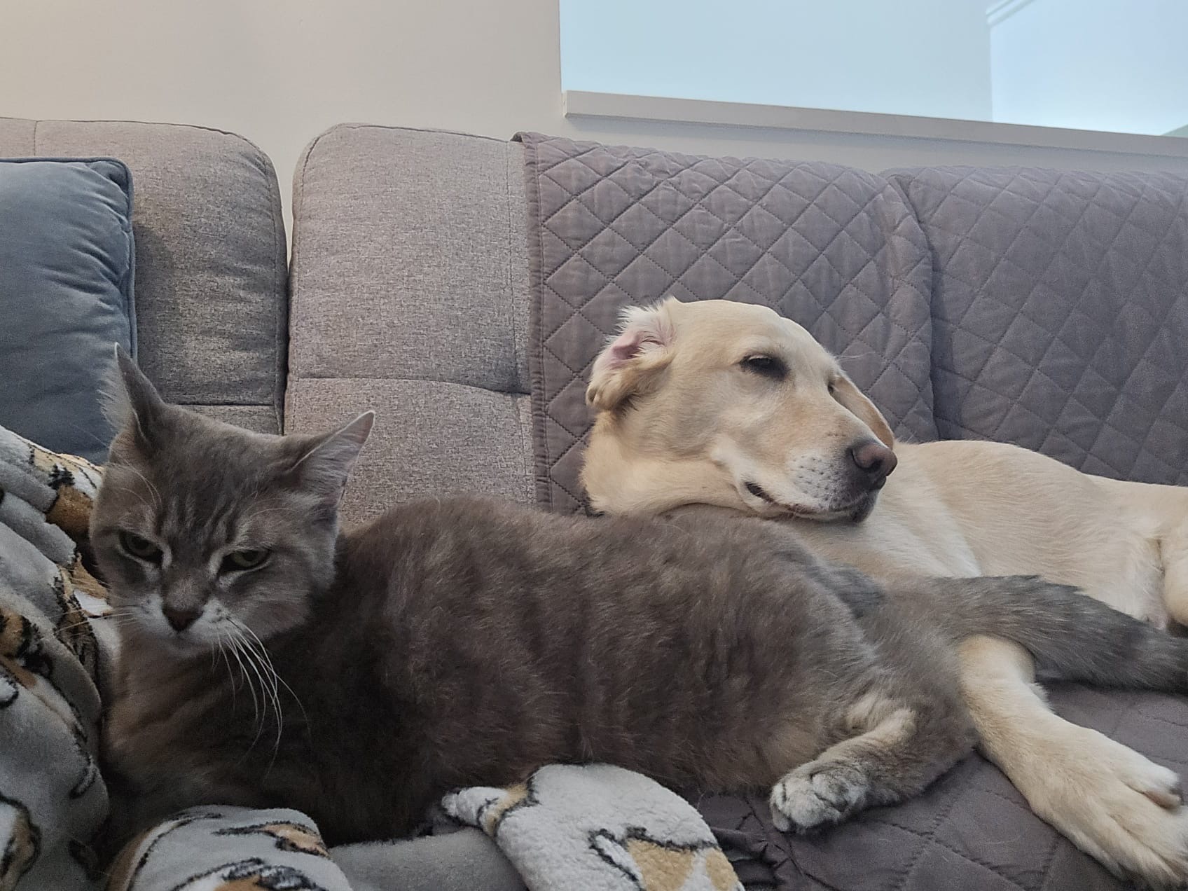 cat and dog relaxing on the couch