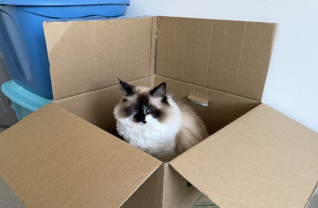 cat hiding in a box during moving day