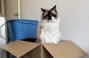 cat hiding in a box during moving day