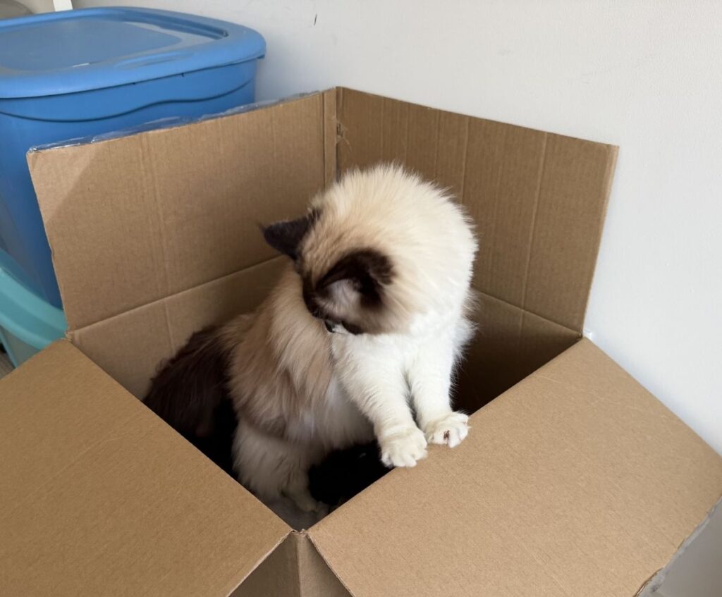 cat hiding in a box during moving day