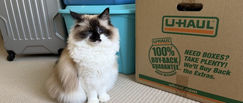 moving with pets, a cat by the boxes