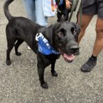 2026 pets at DCAS and Pet-a-Palooza (1)