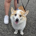 2026 pets at DCAS and Pet-a-Palooza (1)
