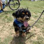 2026 pets at DCAS and Pet-a-Palooza (11)