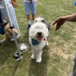 2026 pets at DCAS and Pet-a-Palooza (12)