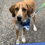 2026 pets at DCAS and Pet-a-Palooza (13)