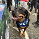 2026 pets at DCAS and Pet-a-Palooza (15)