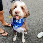 2026 pets at DCAS and Pet-a-Palooza (3)