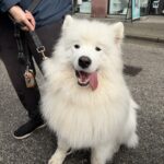 2026 pets at DCAS and Pet-a-Palooza (4)