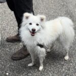 2026 pets at DCAS and Pet-a-Palooza (5)