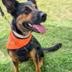 2026 pets at DCAS and Pet-a-Palooza (5)