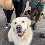 2026 pets at DCAS and Pet-a-Palooza (6)