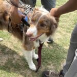 2026 pets at DCAS and Pet-a-Palooza (6)