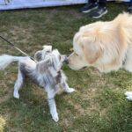 2026 pets at DCAS and Pet-a-Palooza (7)
