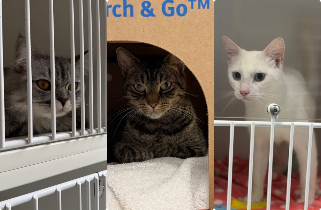 3 stray cats waiting at the BC SPCA Richmond