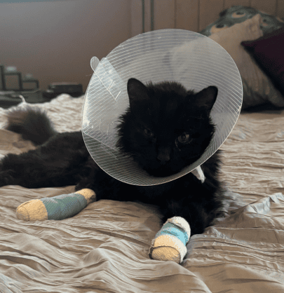 whisky cat with cone at fosters BC wildfire reunion