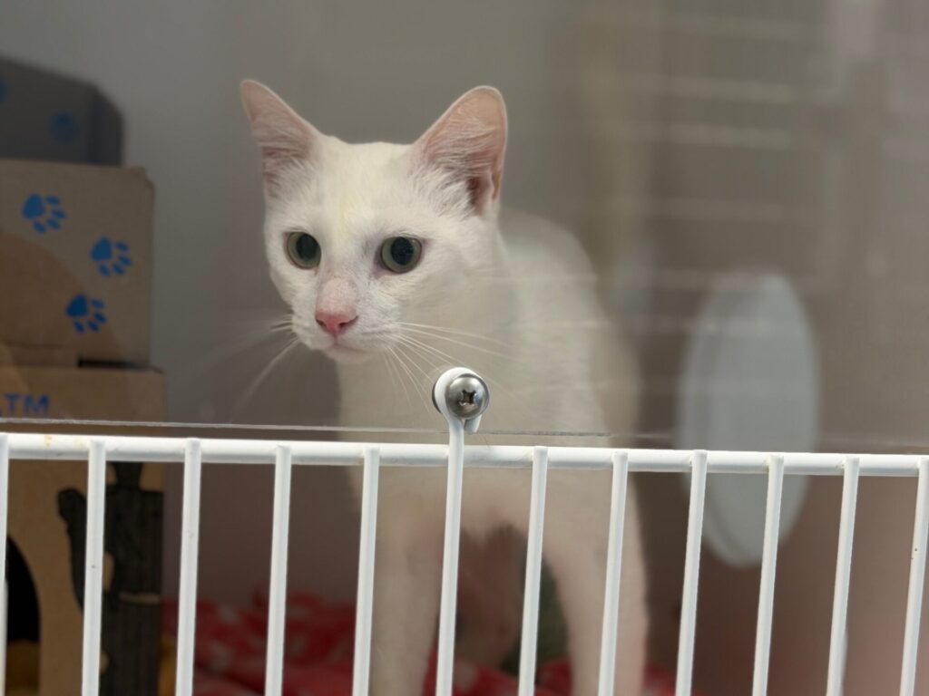 stray white cat from BC SPCA Richmond, Blundell Road