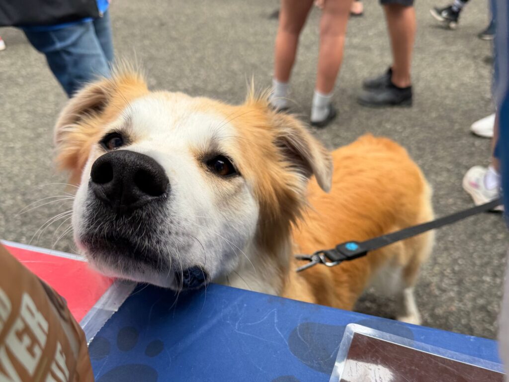 2026 Pet a Palooza BC Pet Registry
