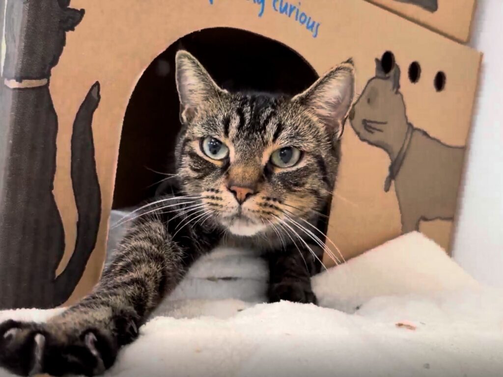 stray brown tabby cat from BC SPCA Richmond, Anahim Drive