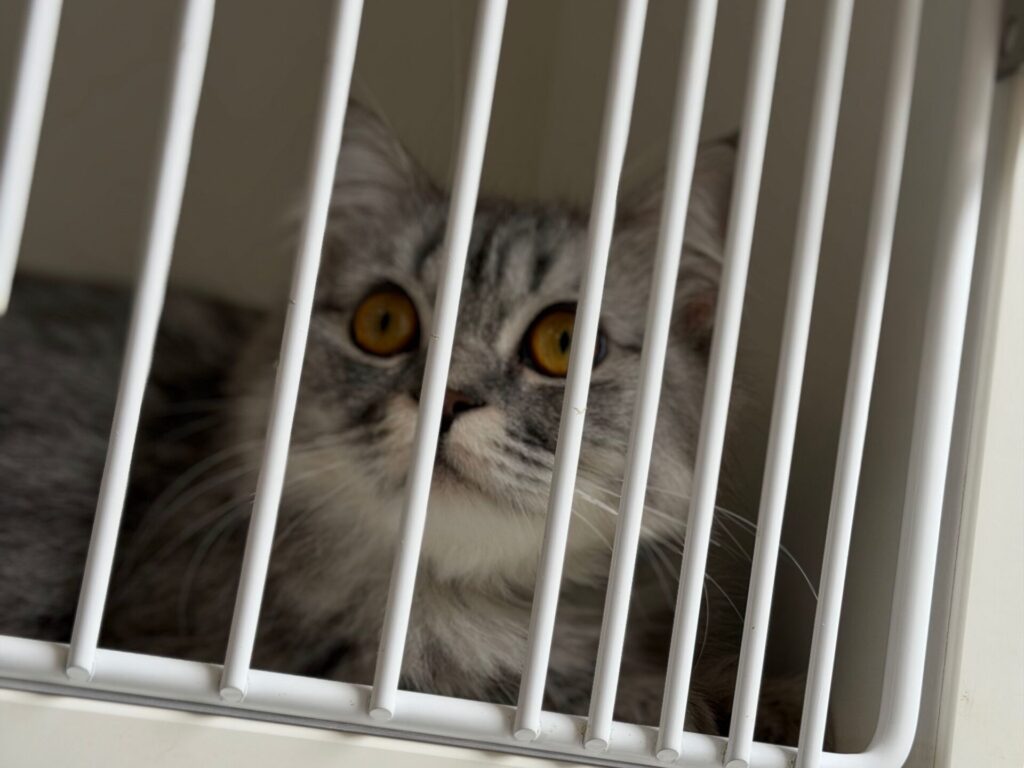 stray black and white cat from BC SPCA Richmond, Gamba Drive