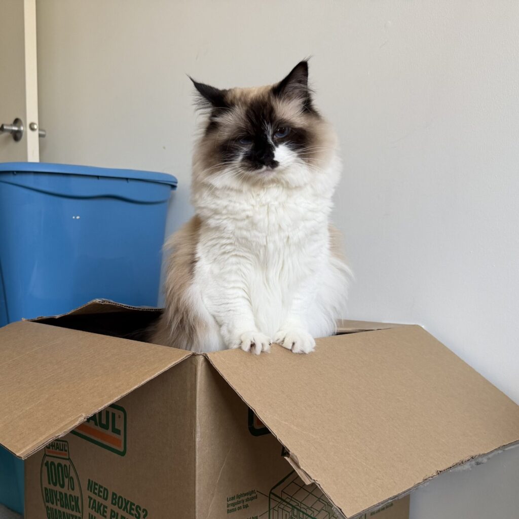 ragdoll mixed cat in moving boxes