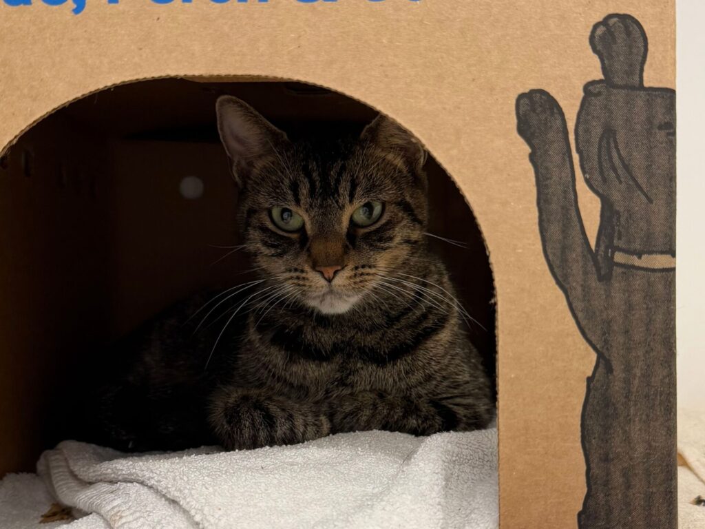 stray brown tabby cat from BC SPCA Richmond, Anahim Drive, hiding in box