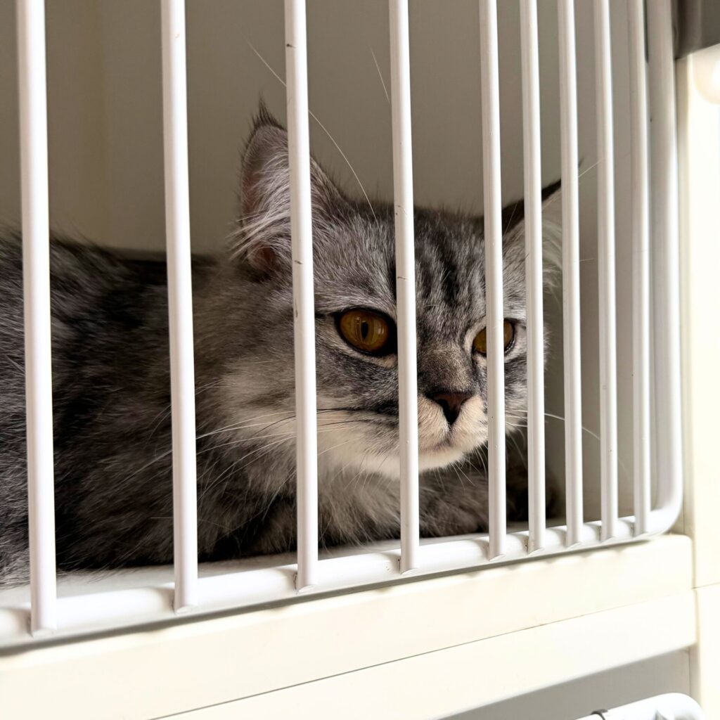 stray black and white cat from BC SPCA Richmond, Gamba Drive, looking out the kennel