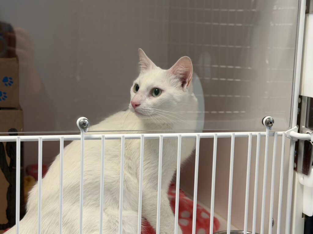 stray white cat from BC SPCA Richmond, Blundell Road, looking out her kennel