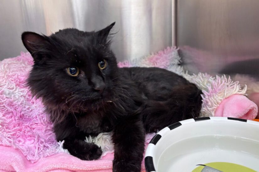 whisky-black-cat-intake-hurt-825x550