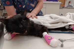 whisky-cat-in-bcspca-care-825x550