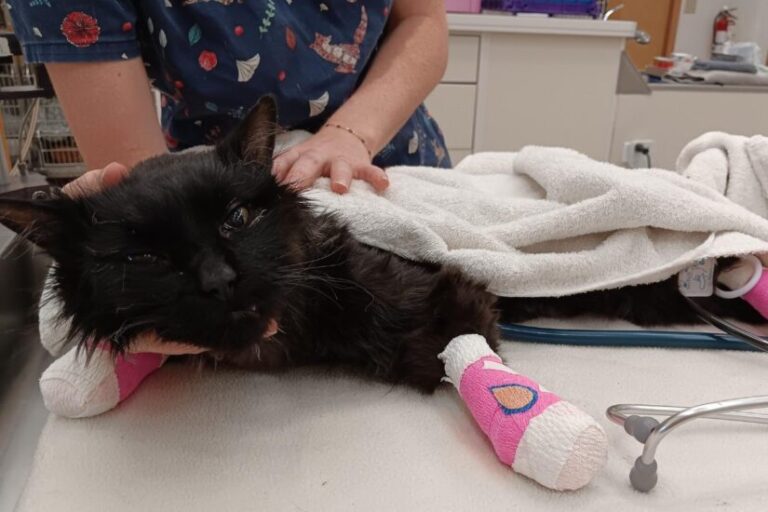 whisky-cat-in-bcspca-care-825x550