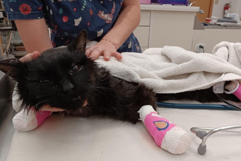 whisky-cat-in-bcspca-care-825x550